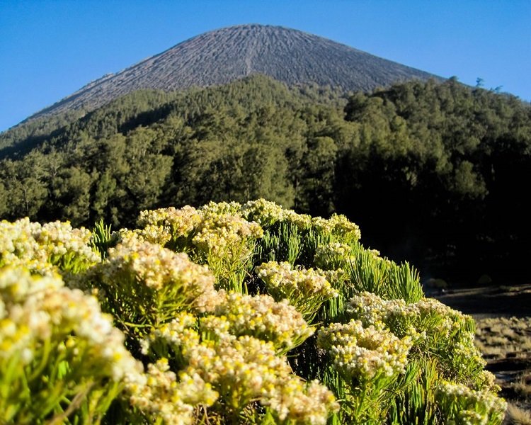 Bunga-Edelwesi-Gunung-Semeru.jpg