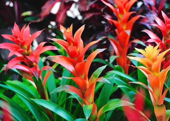 bromeliad-SS_279672722.jpg