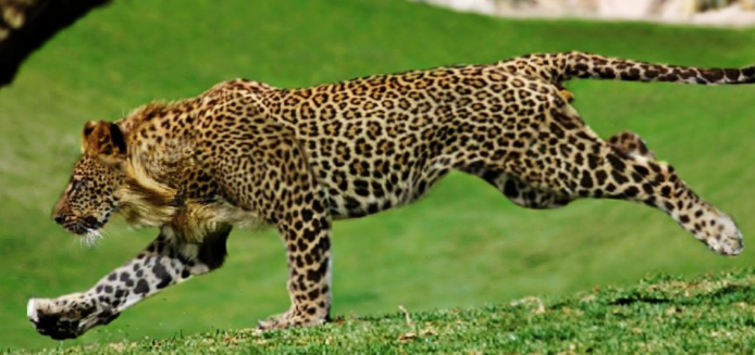 Leopon (Male Leopard + Female Lion).png