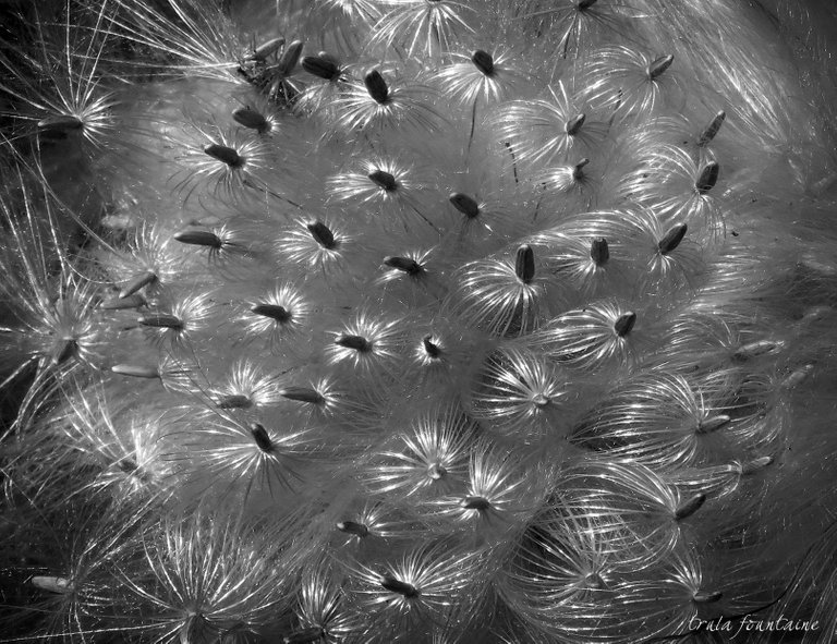 seeds-bw.jpg