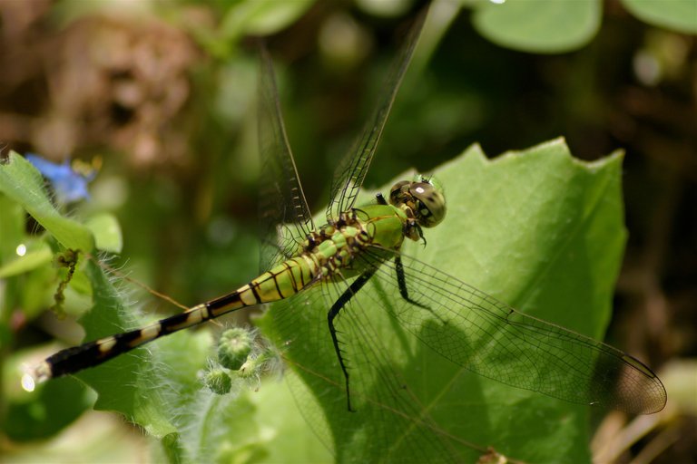 green dragonfly close head turned.jpg