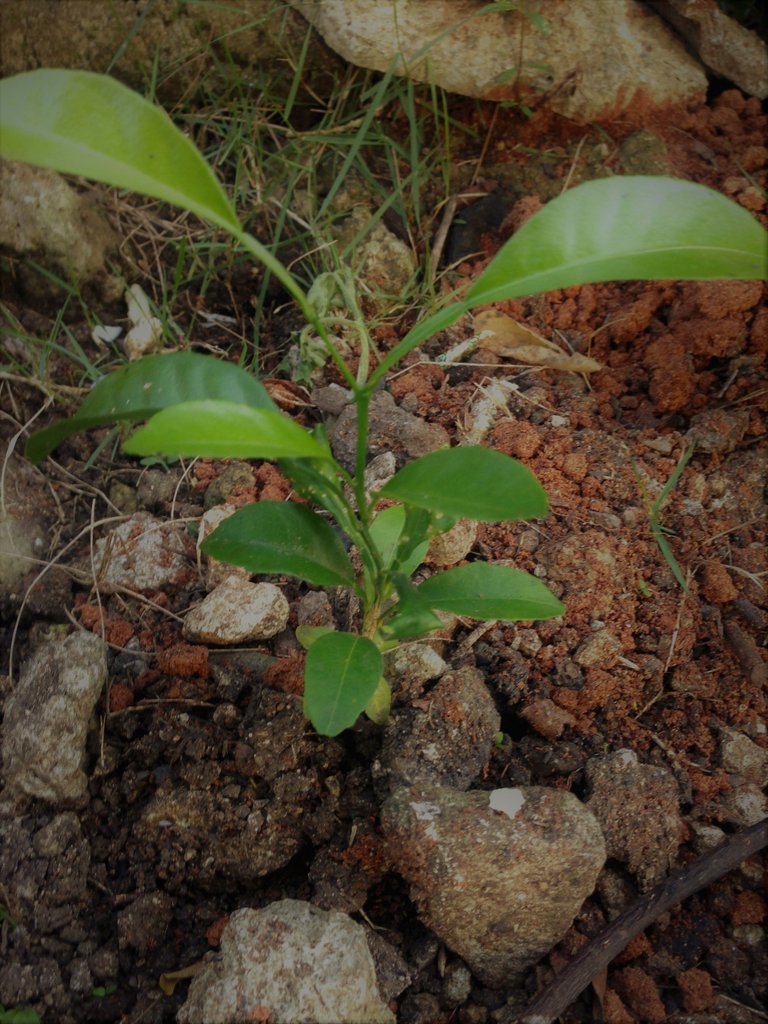 fruitbearing - calamansi lemon.JPG