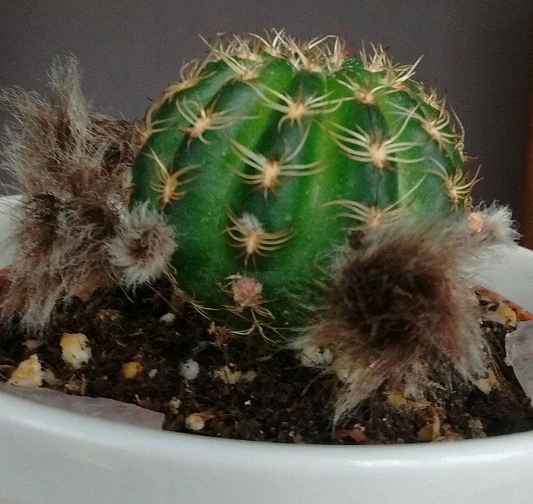 fur cactus picture 1.jpg