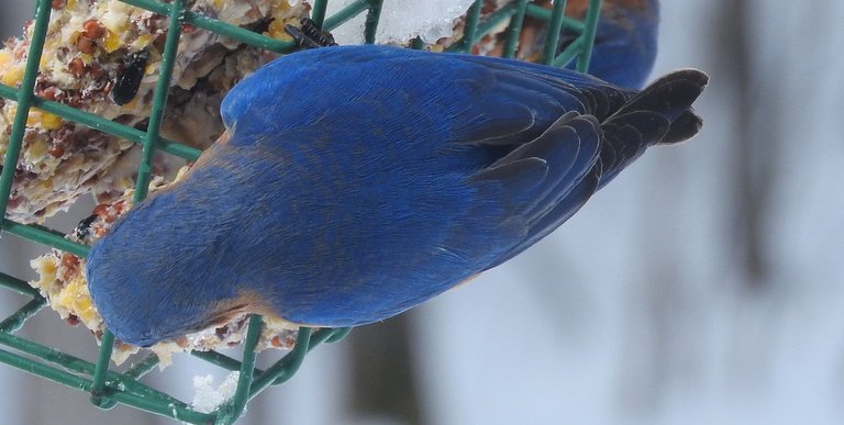 bluebird 6.jpg