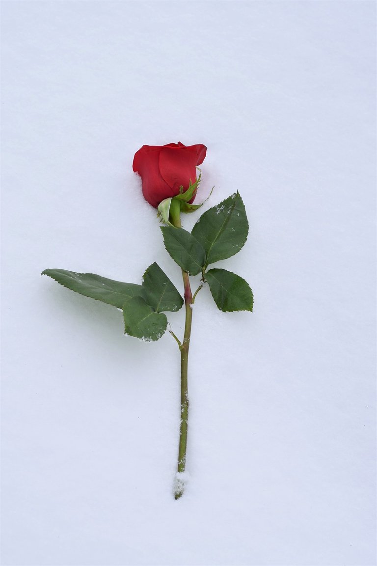 red-rose-in-snow-3179984_1920.jpg