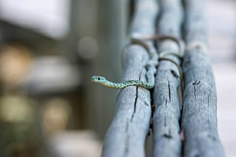 snake-516507_1280.jpg