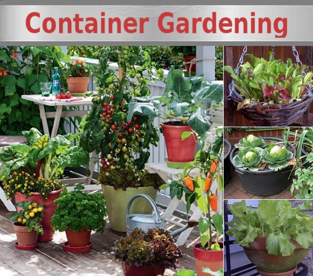 container-gardening.jpg