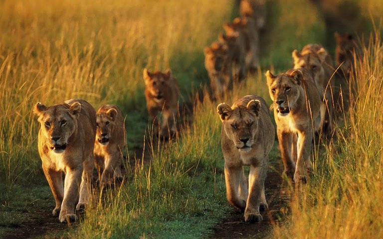 Lions-On-The-Move-In-Africa.jpg