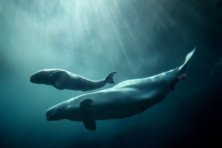 Baby-Beluga-Whale-Calf.jpg