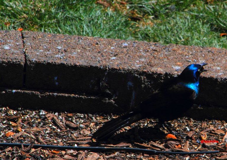 common grackle PFW22-sa0054.JPG