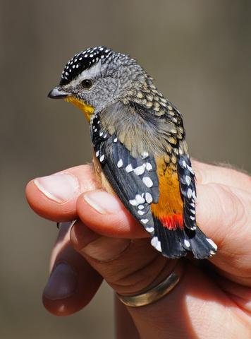 Spotted_pardalote_b_DSC_5504_large.jpg