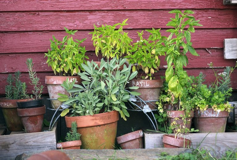 Plant-Herb-Garden-Pots-Garden-Green-Gardening-2294487.jpg