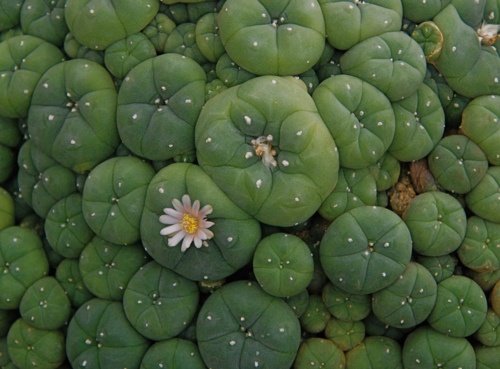 peyote 1.jpg