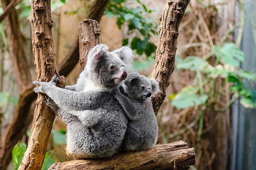 koala-1259681__340-1.jpg