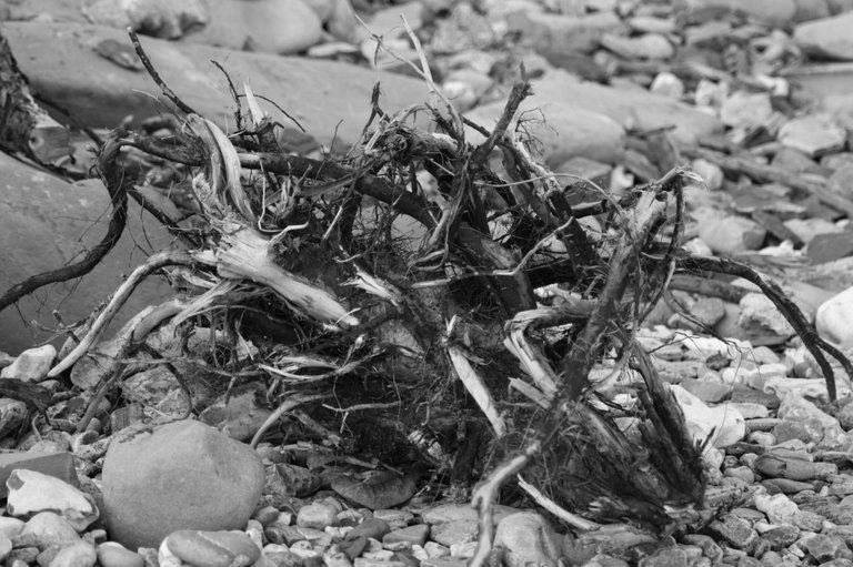 127710665246 - driftwood at lyme regis_1.jpg