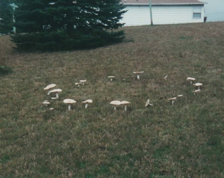 MushroomCircle2 001.jpg