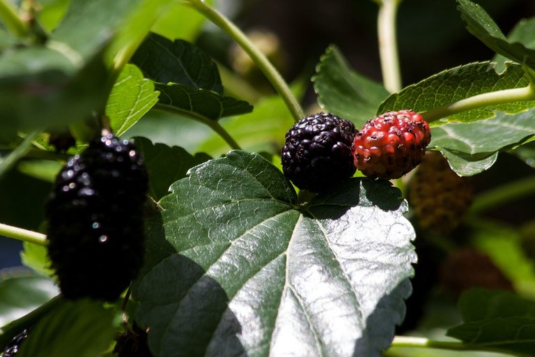 mulberries-143364_960_720.jpg