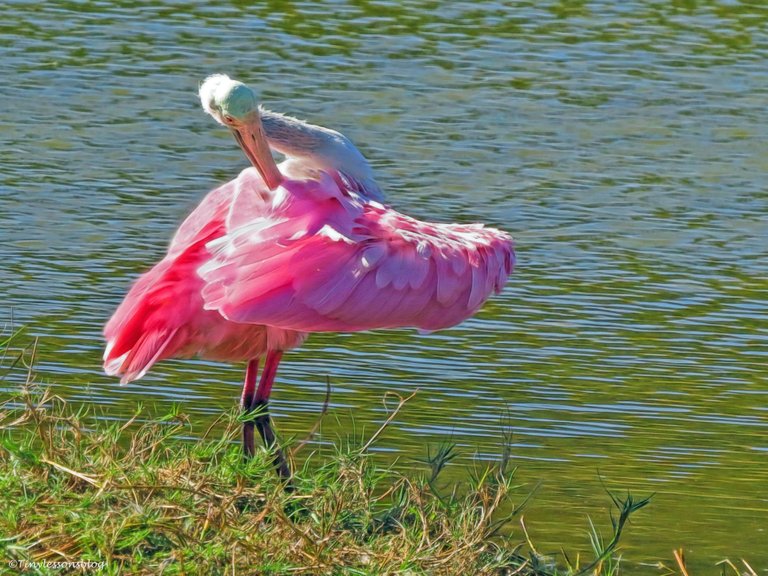 roseate-spoonbill-ud33.jpg