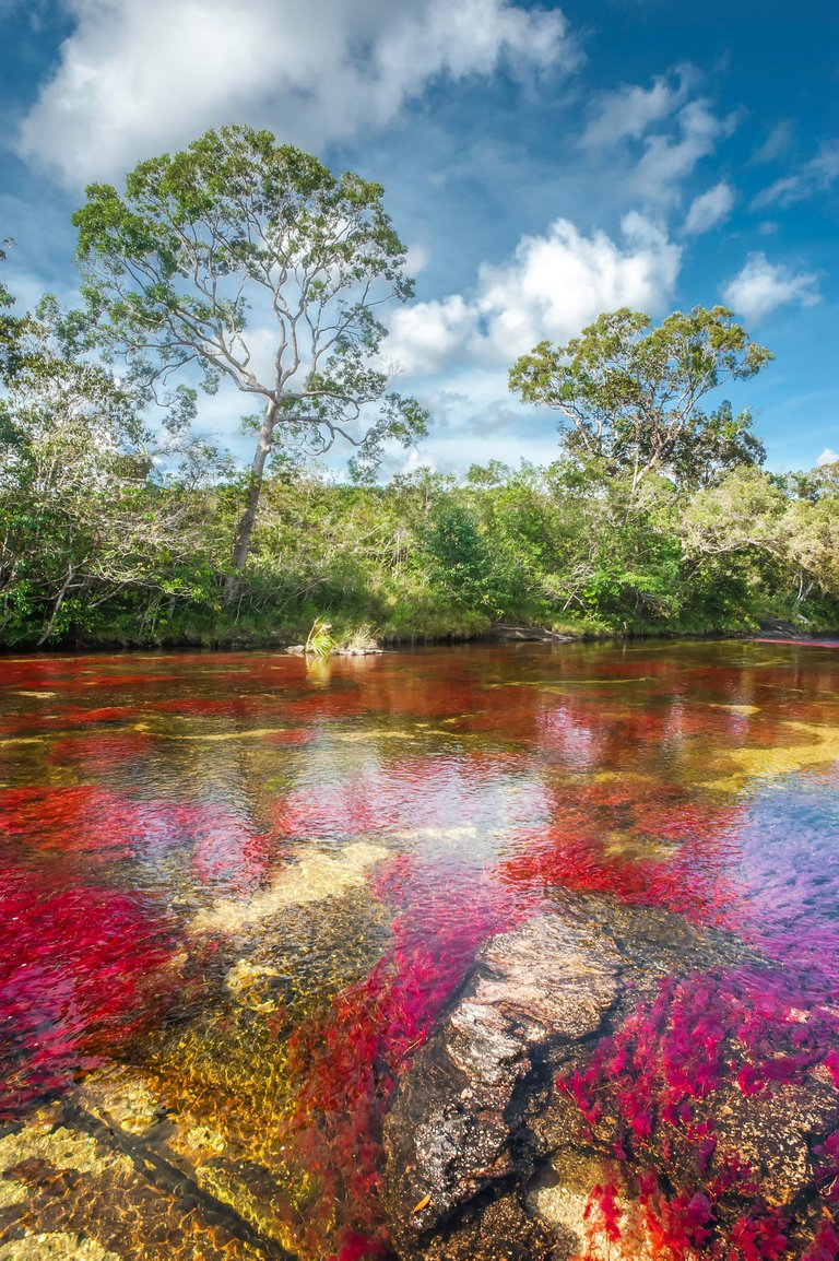 Cano-Cristales-en-el-sector-El-Tapete.jpg