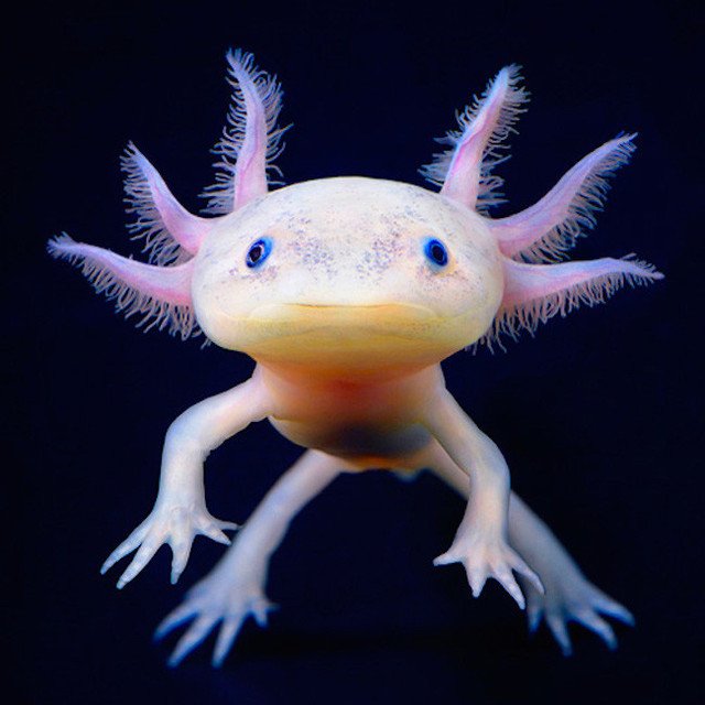 axolotl.jpg