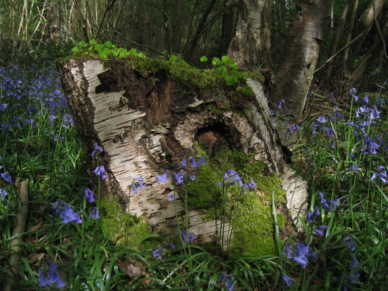 Fairy log bluebells.JPG