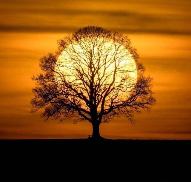 the sun tree.jpg