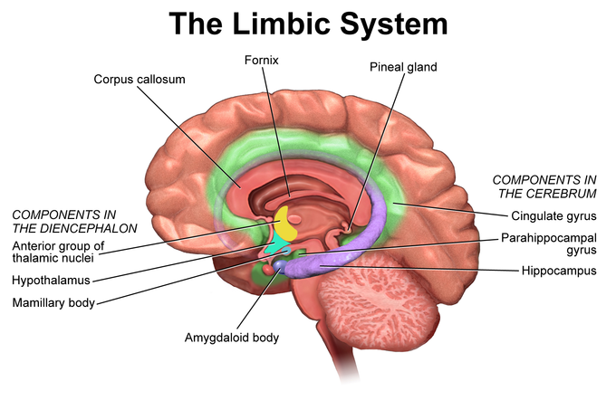 Blausen_0614_LimbicSystem.png