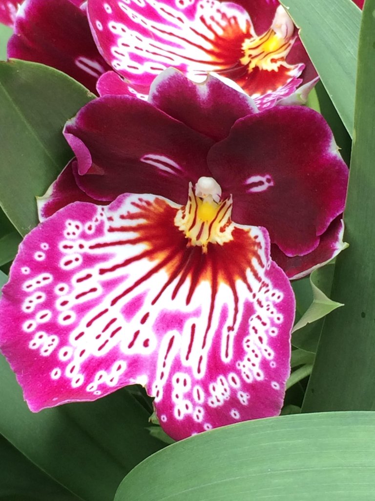 orchid2.jpg