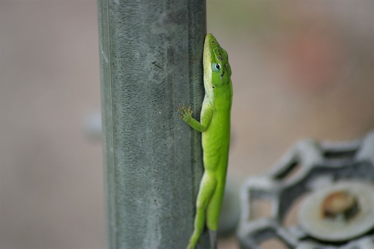 lizard close 2.jpg