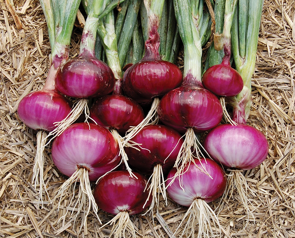 Petani-Bawang-Merah-Sukses-Modal-Kecil-Laba-Berlipat-Ganda.png