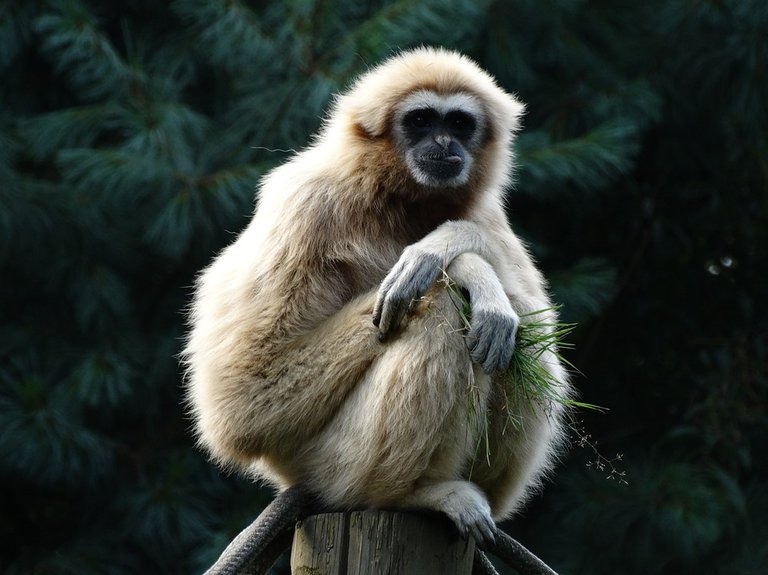 primate-1736282_960_720.jpg