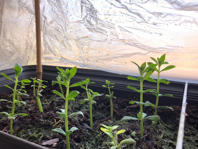 Growing Rice Paddy Herb indoor