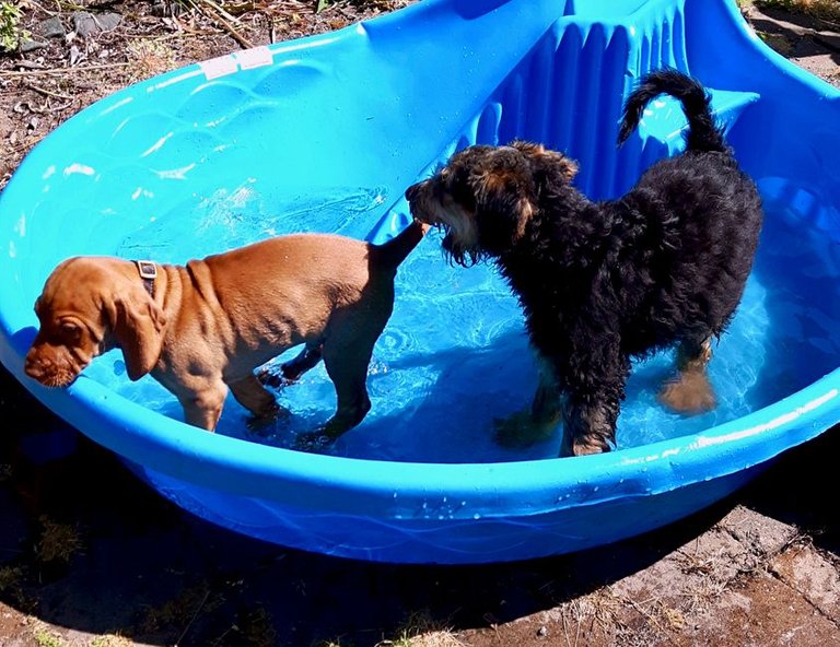 Baby Fredly and Baby Hank dog Steemit.jpg