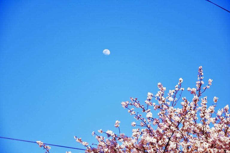 sakura-9-592044f5c9fc9__880.jpg