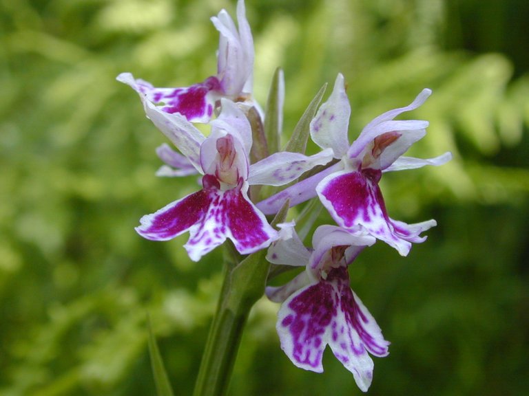Common Spotted Orchid Dark 2.jpg