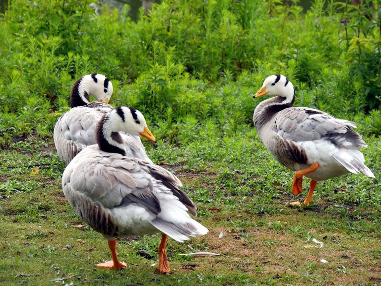 pretty_ducks_001.JPG