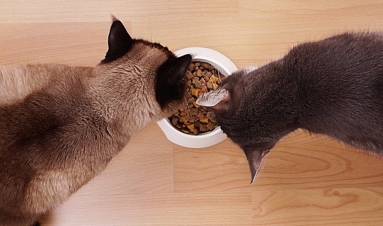 How Often Should You Feed Your Cat.jpg