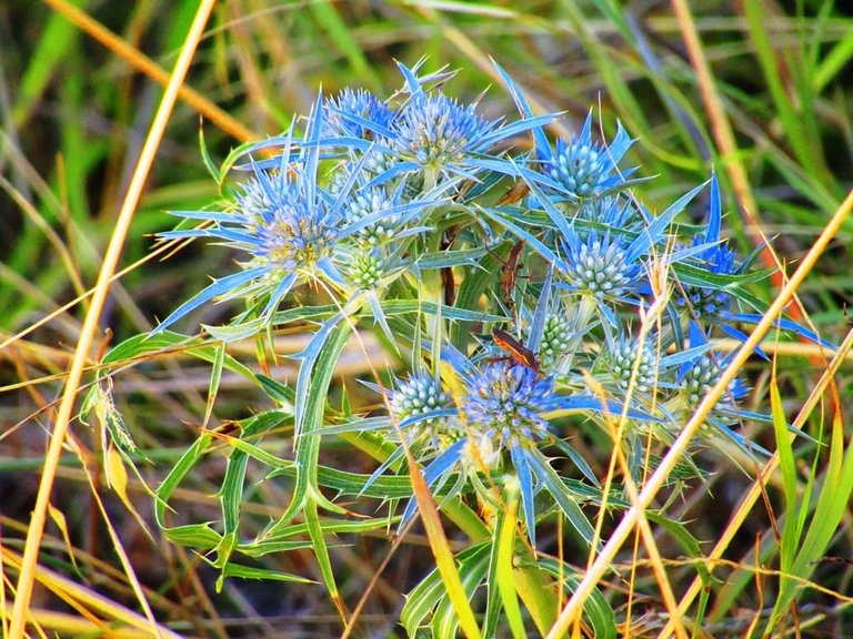 Bluee flowers.JPG