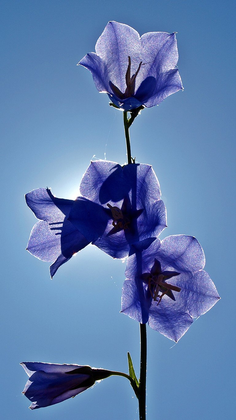 blue-bell-flowers-1147.jpg