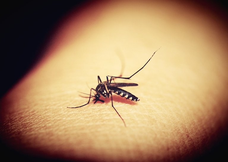 mosquitoe-1548975_960_720.jpg