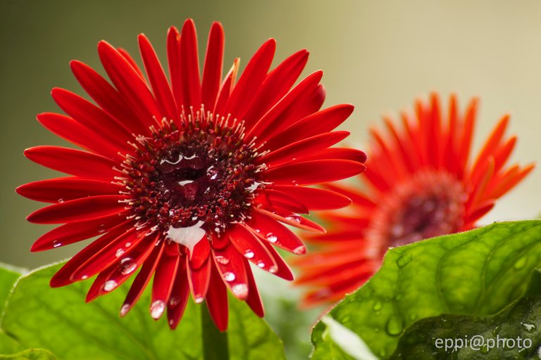 Gerbera3.jpg