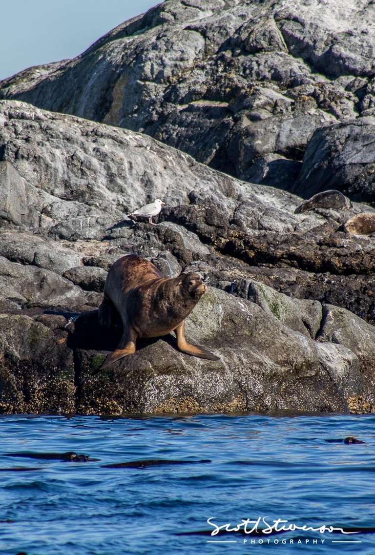 Stellar Sea lion-20.jpg