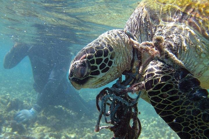 White-Article-Pic-Courtesy-of-NOAA-Turtle.jpg