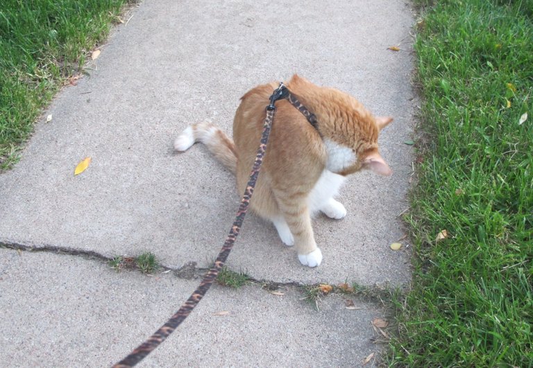 Cat bathing on sidewalk