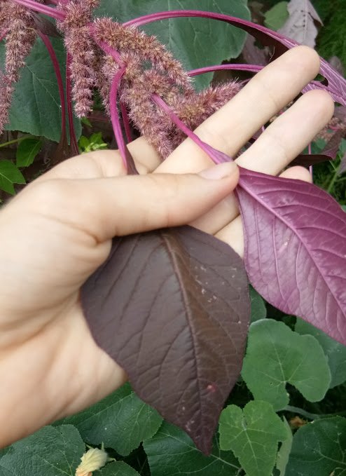 purple spinach.jpg