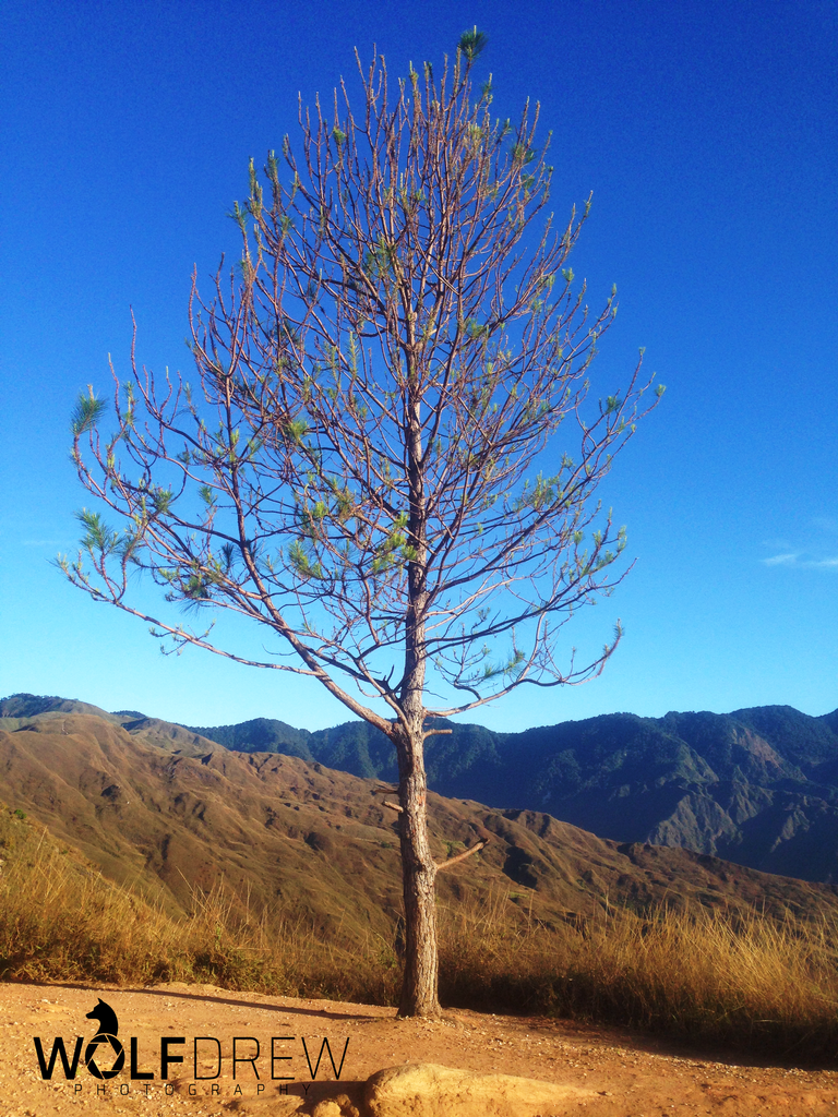 Arbol en la cima de la montaña.png