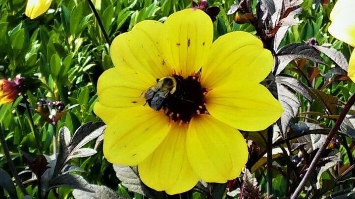 flower with bee1.jpg
