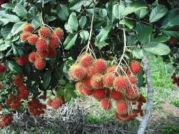 rambutan jal.jfif