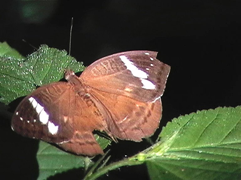 12a. Butterfly - Bobiri Forest & Butterfly Sanctuary -.JPG