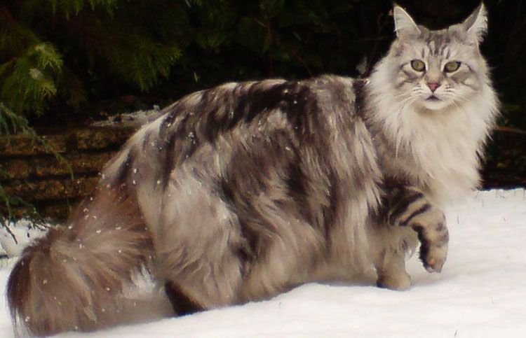 gato-maine-coon-gris.jpg